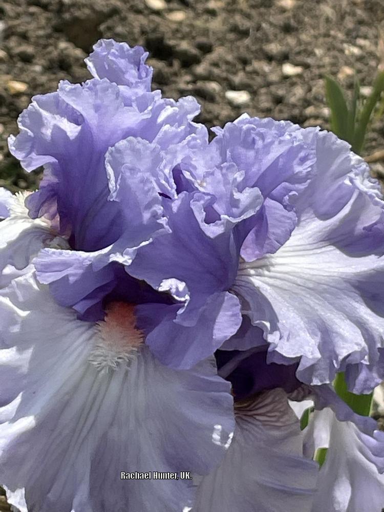 Photo of Tall Bearded Iris (Iris 'Adoregon') uploaded by RachaelHunter