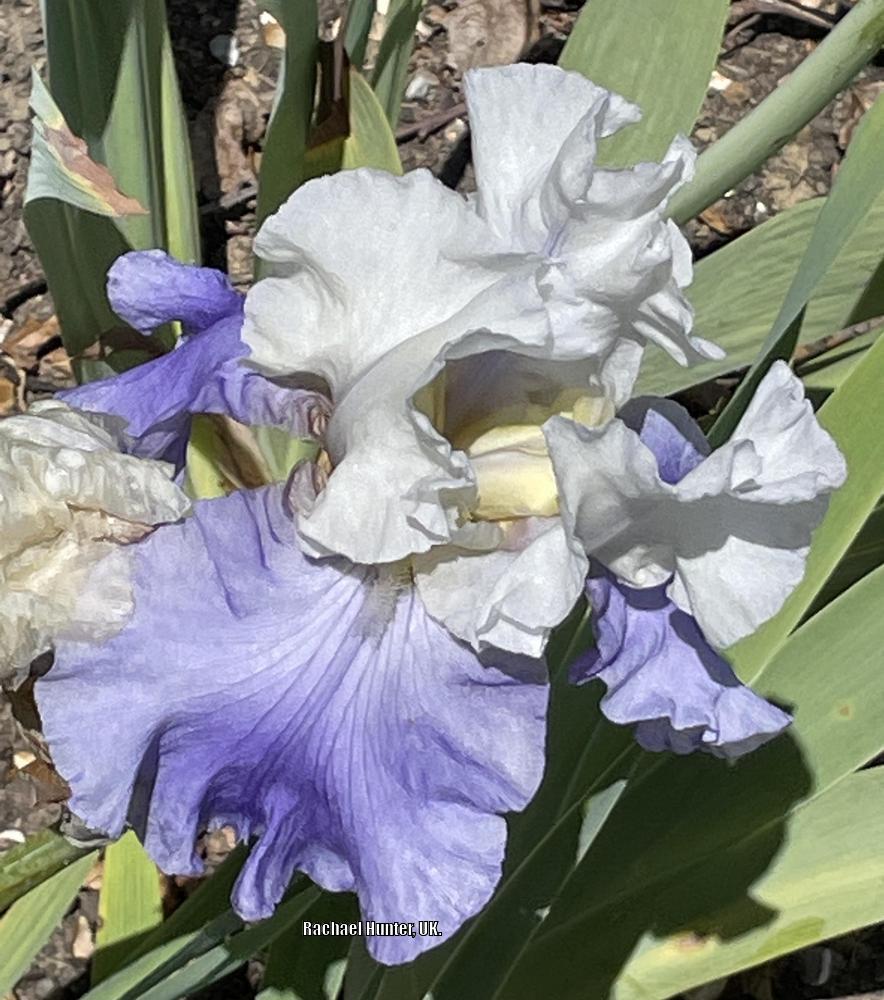 Photo of Tall Bearded Iris (Iris 'Stairway to Heaven') uploaded by RachaelHunter