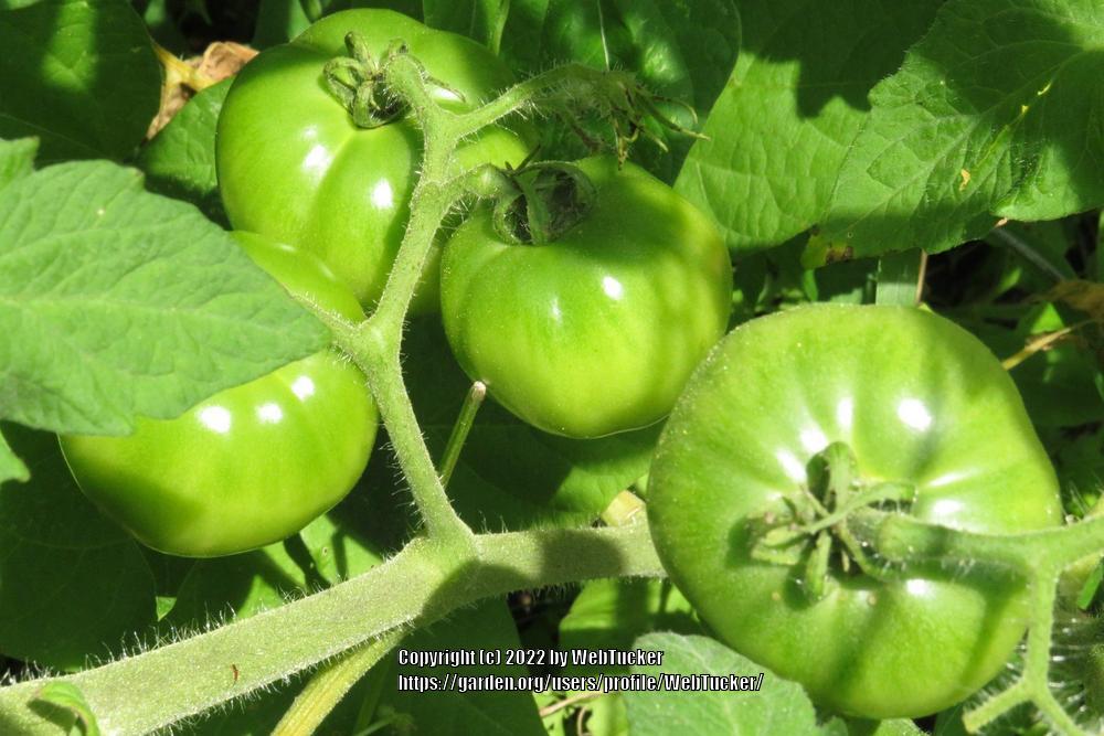 Photo of Tomato (Solanum lycopersicum 'Celebrity') uploaded by WebTucker