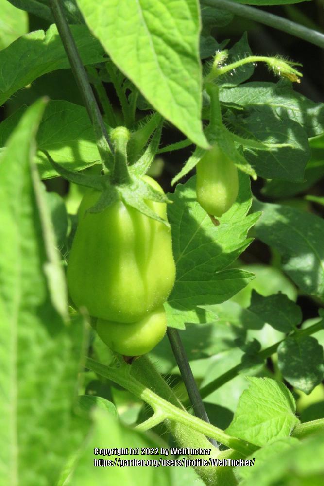 Photo of Tomato (Solanum lycopersicum 'Roma') uploaded by WebTucker
