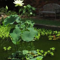 Location: Southern Pines, NC (Boyd House garden pond)
Date: June 10, 2022
Yellow lotus #184. RAB page 451, 74-1-1. AG page 55, 6-3-1. "Nelu