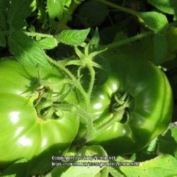 Location: Aberdeen, NC
Date: June 10, 2022
Betterboy tomatoes #5vg, LHB p. 869, 178-2- "Greek for wolf peach