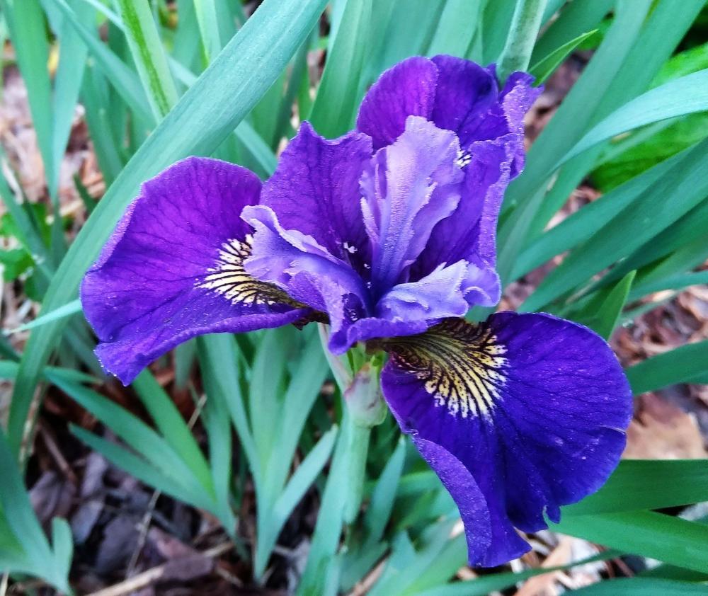Photo of Siberian Iris (Iris 'Shaker's Prayer') uploaded by adknative