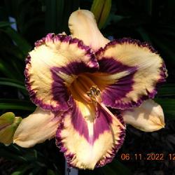 Location: MY GARDEN
Date: 2022-06-11
First time bloom, neat eye pattern on this one!