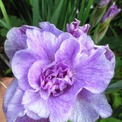 Location: Toronto, Ontario
Date: 2022-06-10
Siberian Iris (Iris 'Longfields Pink Parfait').