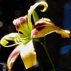 Location: Philo, California
Date: 2022-06-11
Blooming in a large pot on my deck in N.CA - first daylily of the