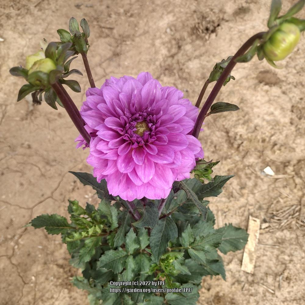 Photo of Dahlia 'Blue Bell' uploaded by FPF