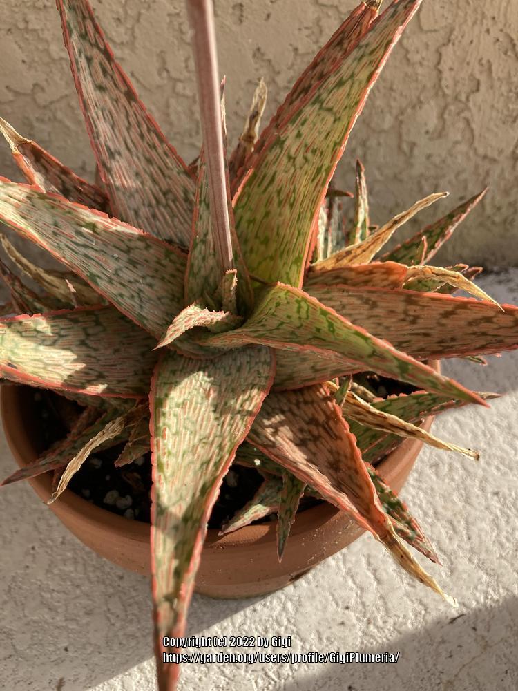 Photo of Aloe 'Pink Blush' uploaded by GigiPlumeria