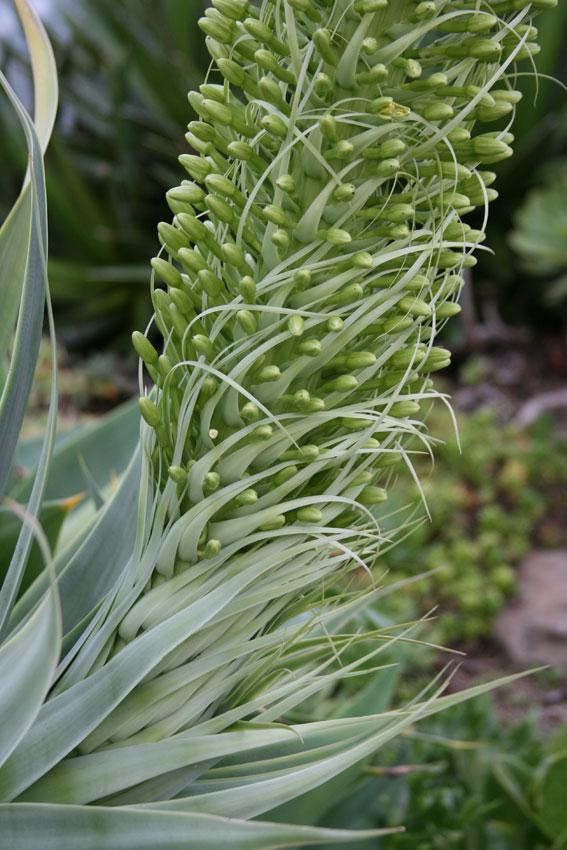 Photo of Foxtail Agave (Agave attenuata) uploaded by Joy