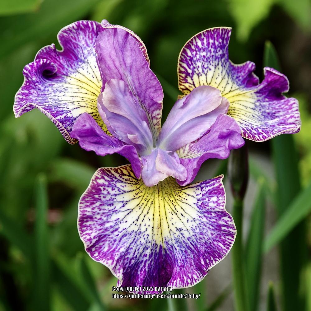 Photo of Siberian Iris (Iris 'How Audacious') uploaded by Patty