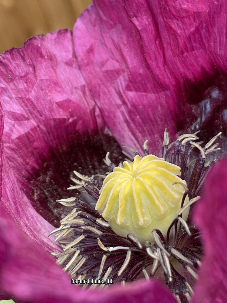 Photo of Opium Poppy (Papaver somniferum 'Lauren's Grape') uploaded by RachaelHunter
