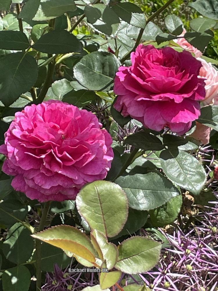 Photo of Rose (Rosa 'Russelliana') uploaded by RachaelHunter
