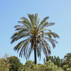 Location: Botanical garden of Barcelona (Spain)
Date: 2022-04-16