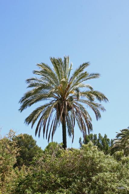 Photo of Canary Date Palm (Phoenix canariensis) uploaded by RuuddeBlock
