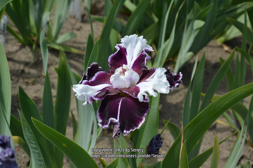 Photo of Tall Bearded Iris (Iris 'Clydesdale') uploaded by Serjio
