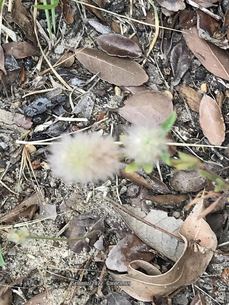 Photo of Rabbitfoot Clover (Trifolium arvense) uploaded by sedumzz