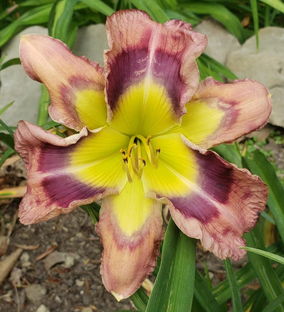 Photo of Daylily (Hemerocallis 'Oz the Great and Powerful') uploaded by Becsue