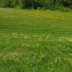 Location: Downingtown, Pennsylvania
Date: 2022-05-10
plants in yellow bloom in a meadow that is sometimes mowed
