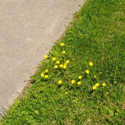 Location: Downingtown, Pennsylvania
Date: 2022-05-10
some plants in bloom in a lawn