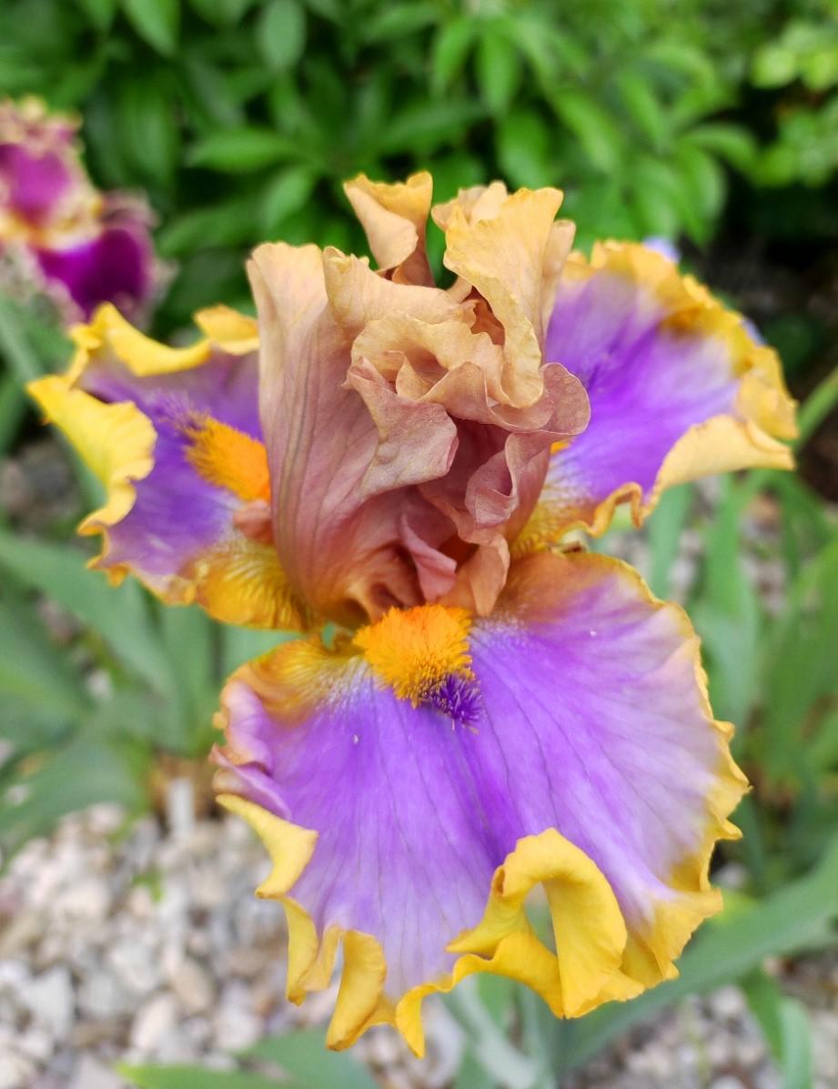 Photo of Tall Bearded Iris (Iris 'Western Edge') uploaded by JozicaPL