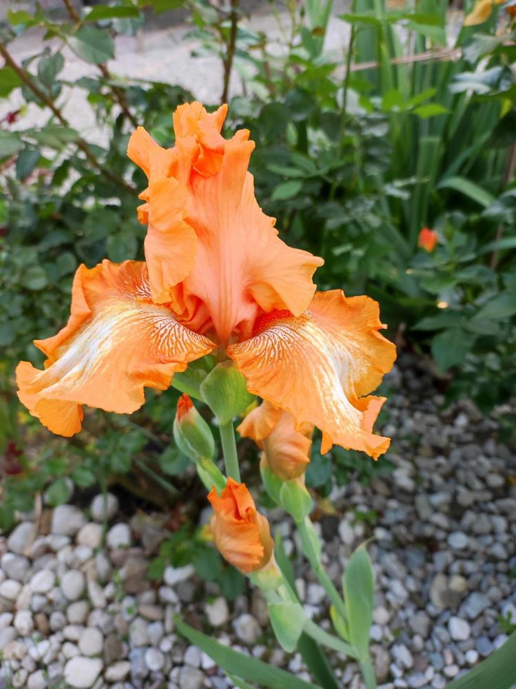 Photo of Tall Bearded Iris (Iris 'Cajun Rhythm') uploaded by JozicaPL