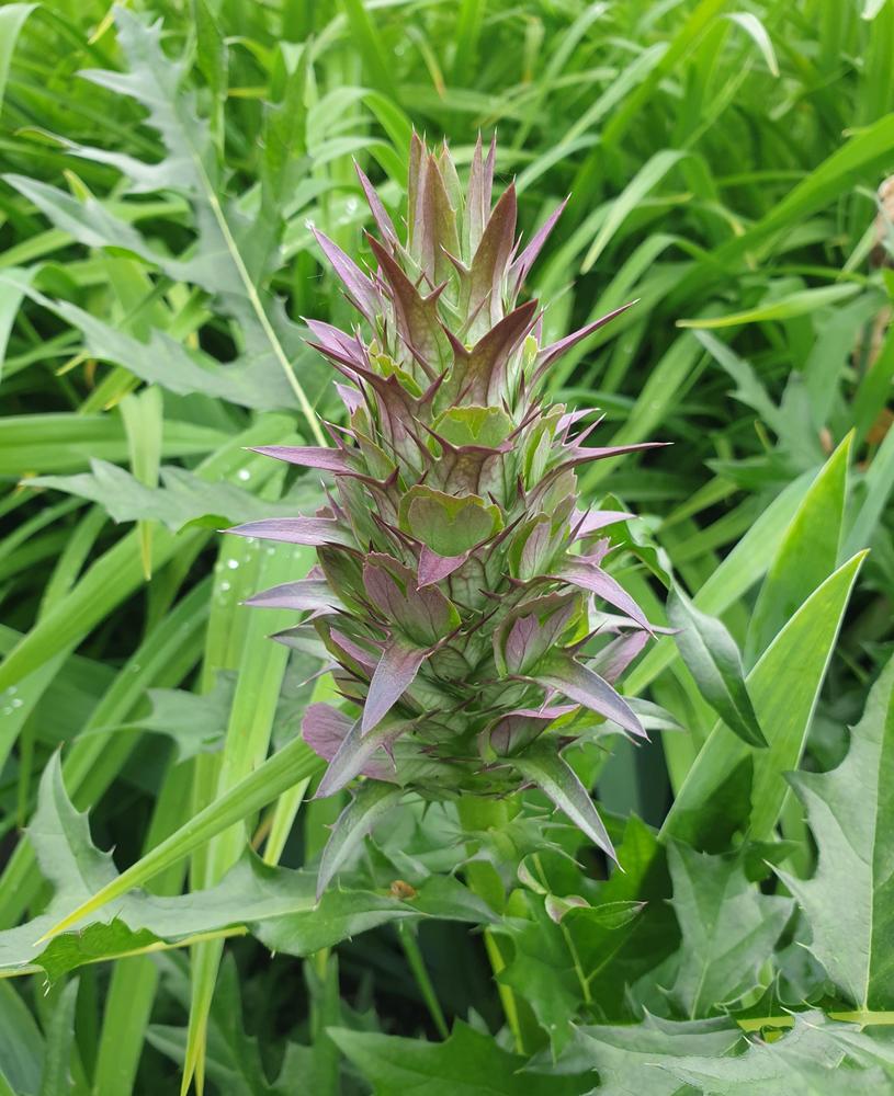 Photo of Bear's Breeches (Acanthus spinosus) uploaded by Kanna