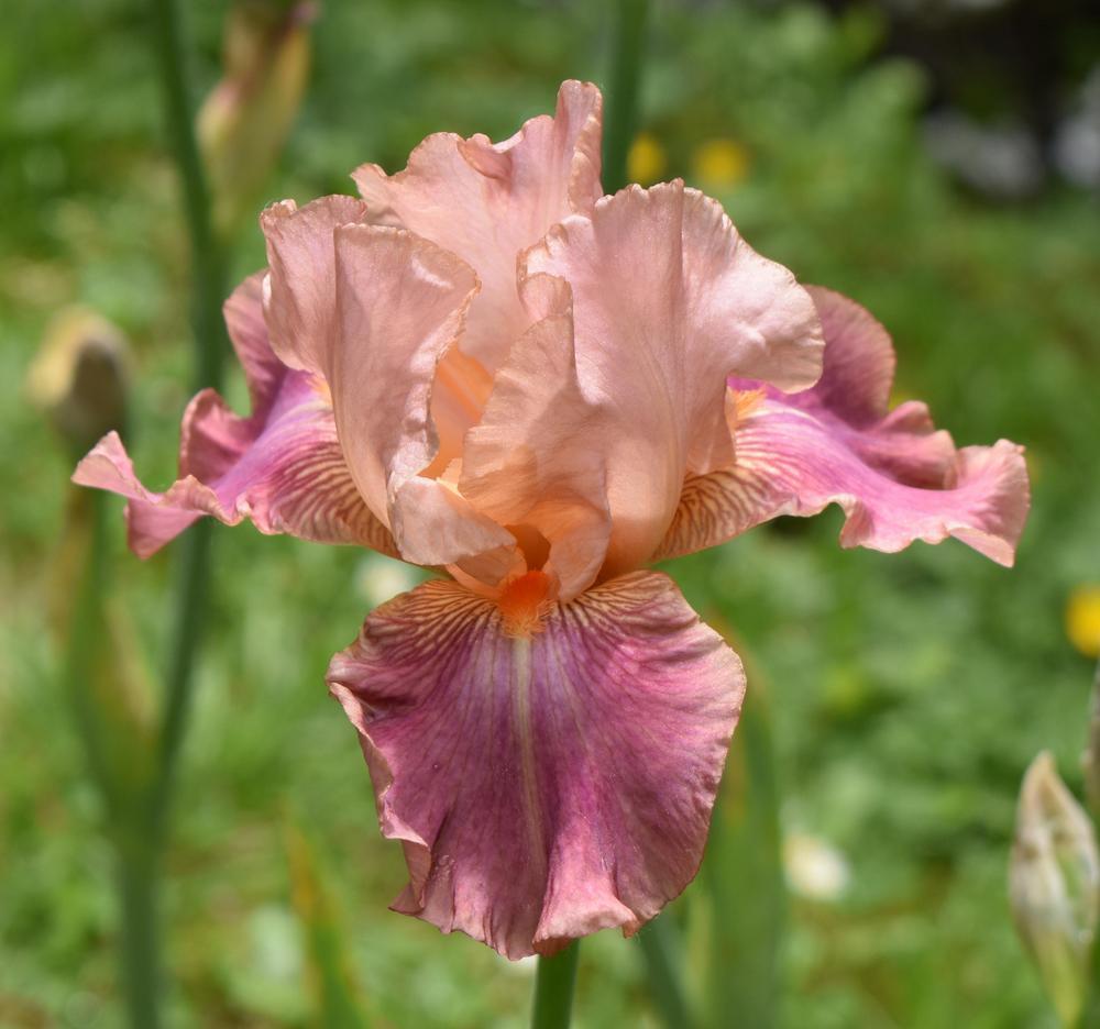 Photo of Tall Bearded Iris (Iris 'Role Model') uploaded by SherriRaye