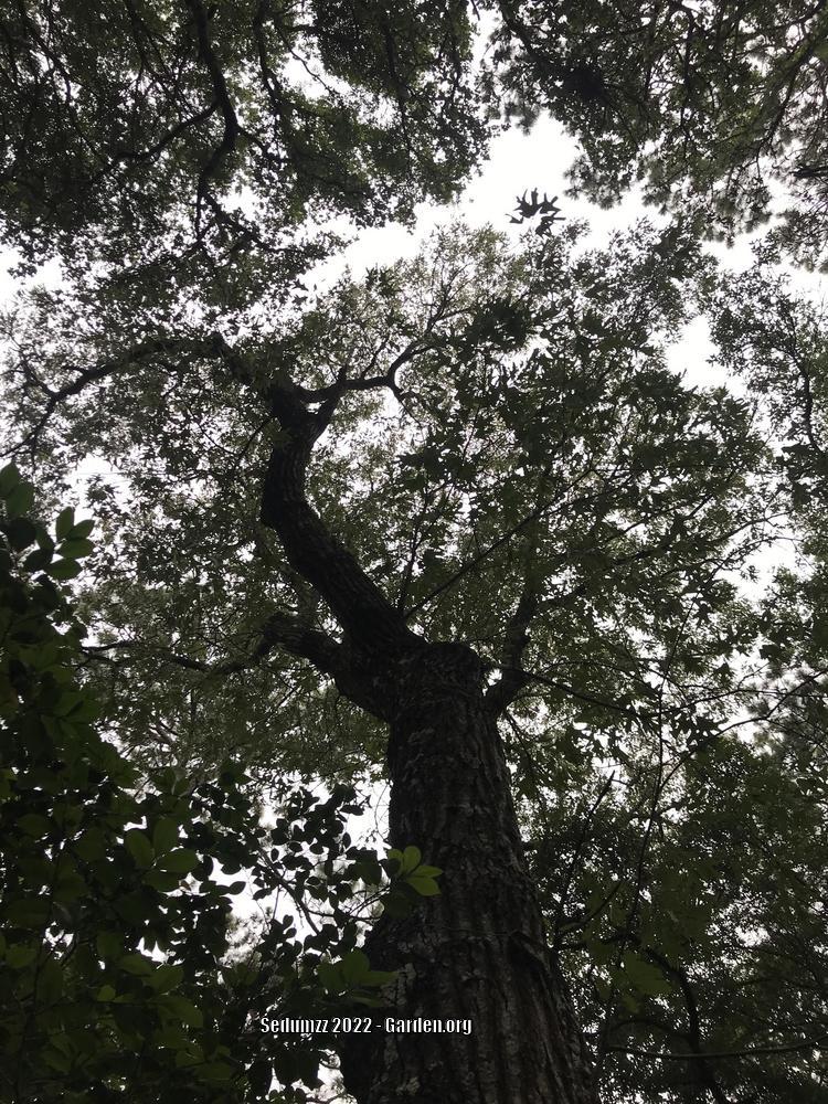 Photo of Southern Red Oak (Quercus falcata) uploaded by sedumzz