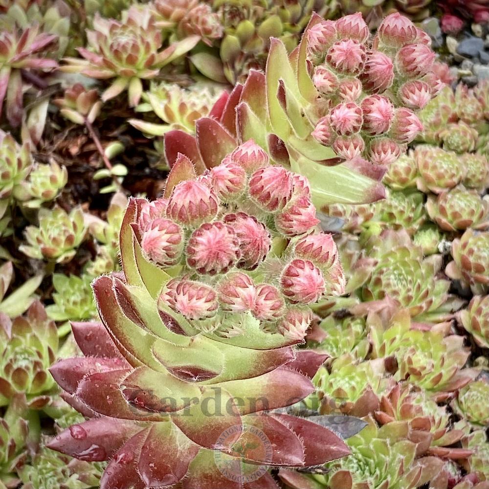 Photo of Hen and Chicks (Sempervivum 'Black Mini') uploaded by springcolor