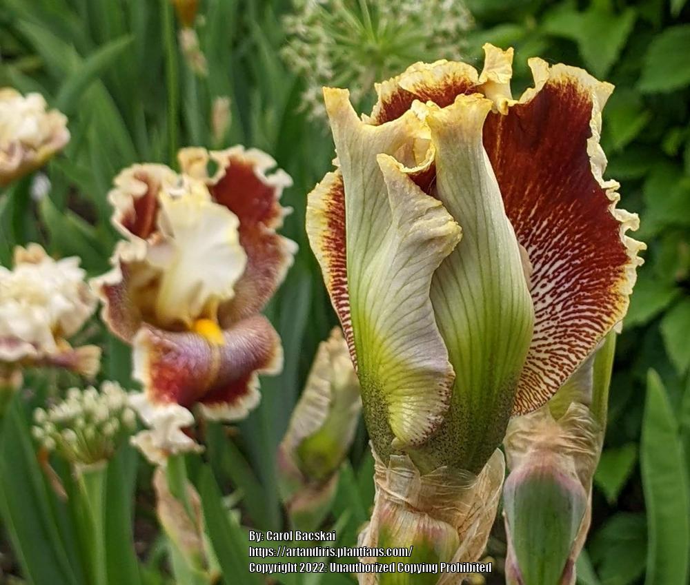 Photo of Tall Bearded Iris (Iris 'Wonders Never Cease') uploaded by Artsee1