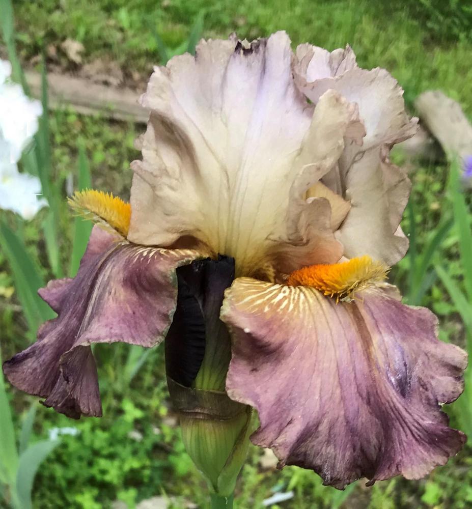 Photo of Tall Bearded Iris (Iris 'Itsa Whatever') uploaded by DonnaKribs