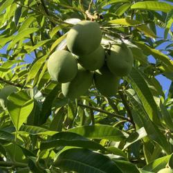 Location: My garden in Tampa, Florida
Date: 2022-06-13
Fruits of my mango.