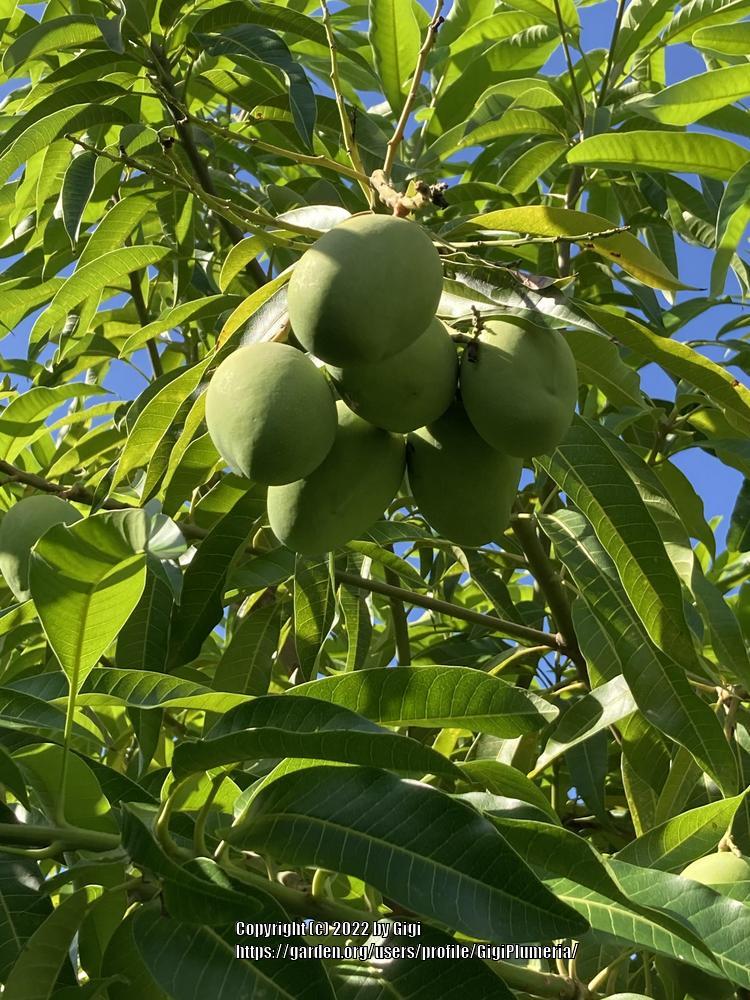 Photo of Common Mango (Mangifera indica) uploaded by GigiPlumeria