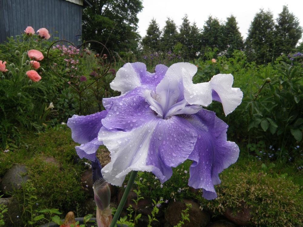 Photo of Tall Bearded Iris (Iris 'Judy Mogil') uploaded by IrisLilli