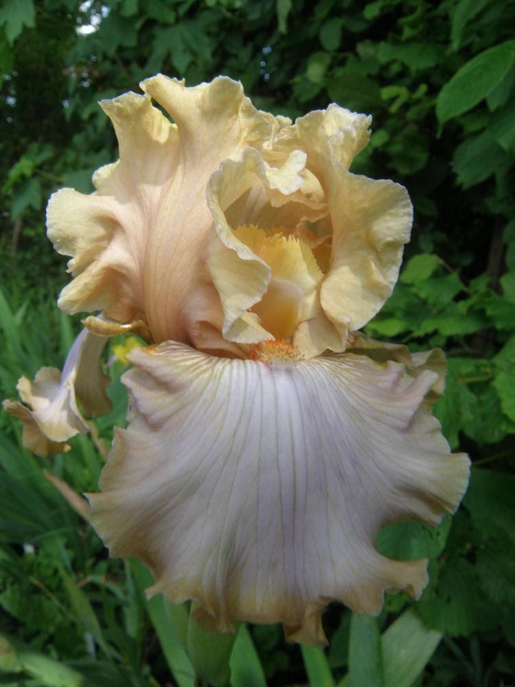Photo of Tall Bearded Iris (Iris 'Krumira') uploaded by IrisLilli