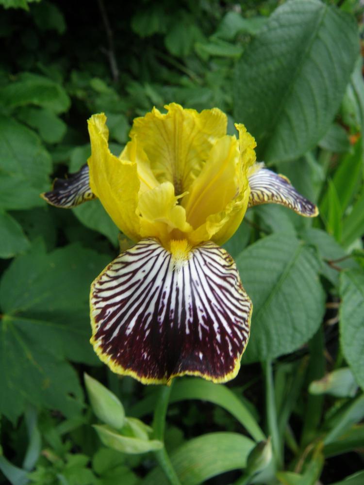 Photo of Miniature Tall Bearded Iris (Iris 'Toc') uploaded by IrisLilli