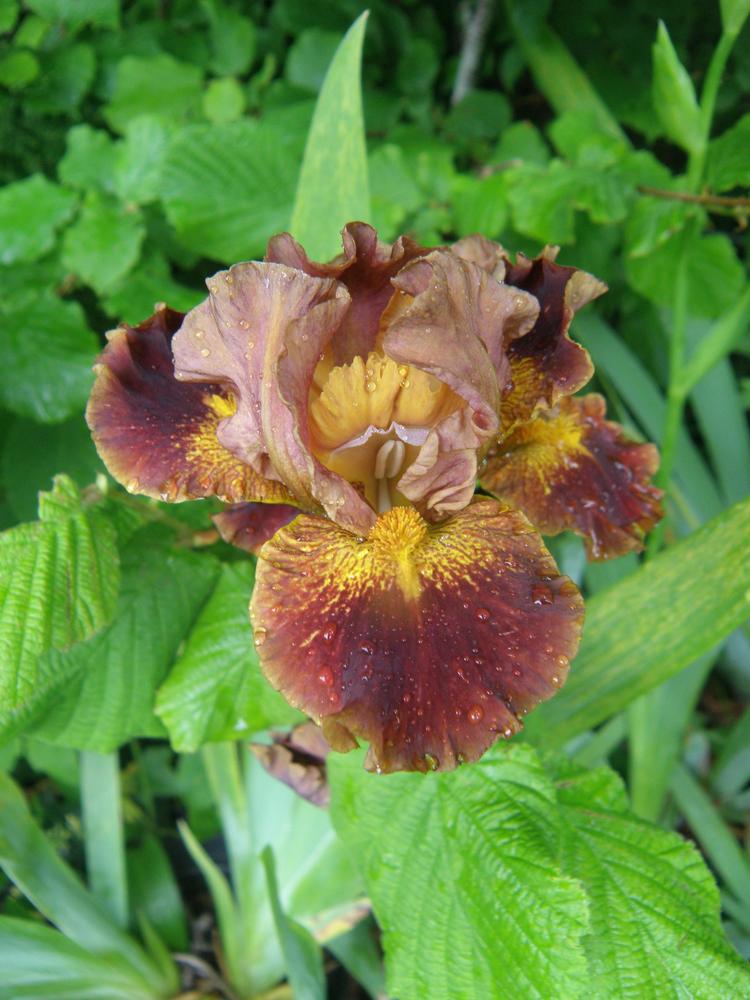 Photo of Intermediate Bearded Iris (Iris 'Latino') uploaded by IrisLilli