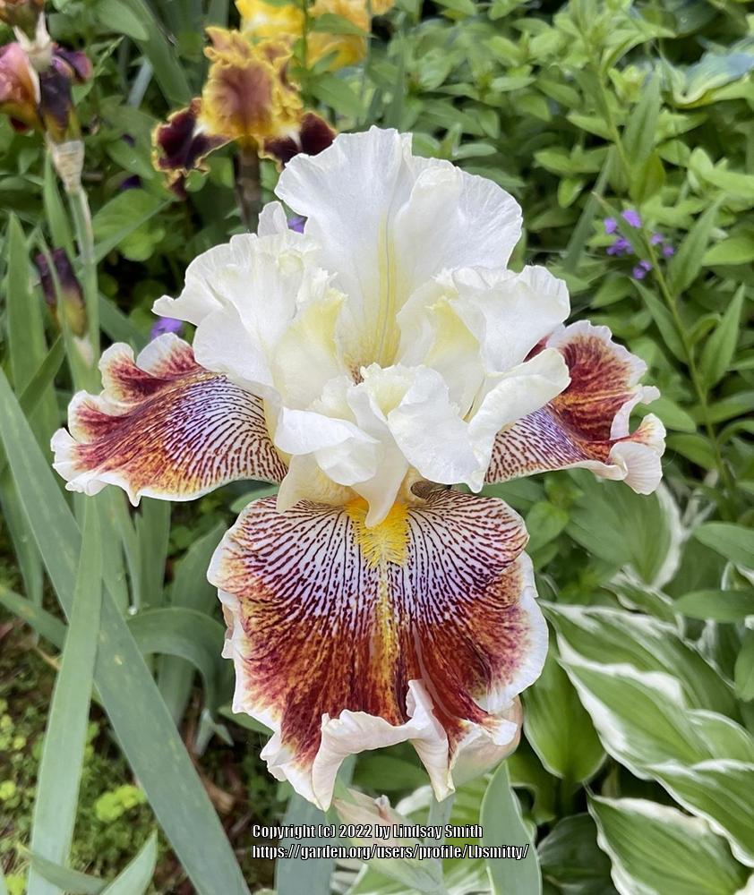 Photo of Tall Bearded Iris (Iris 'Wonders Never Cease') uploaded by Lbsmitty