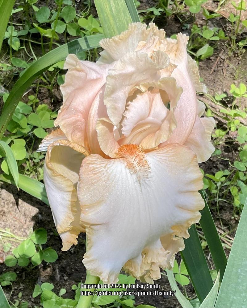 Photo of Tall Bearded Iris (Iris 'Pretty Please') uploaded by Lbsmitty