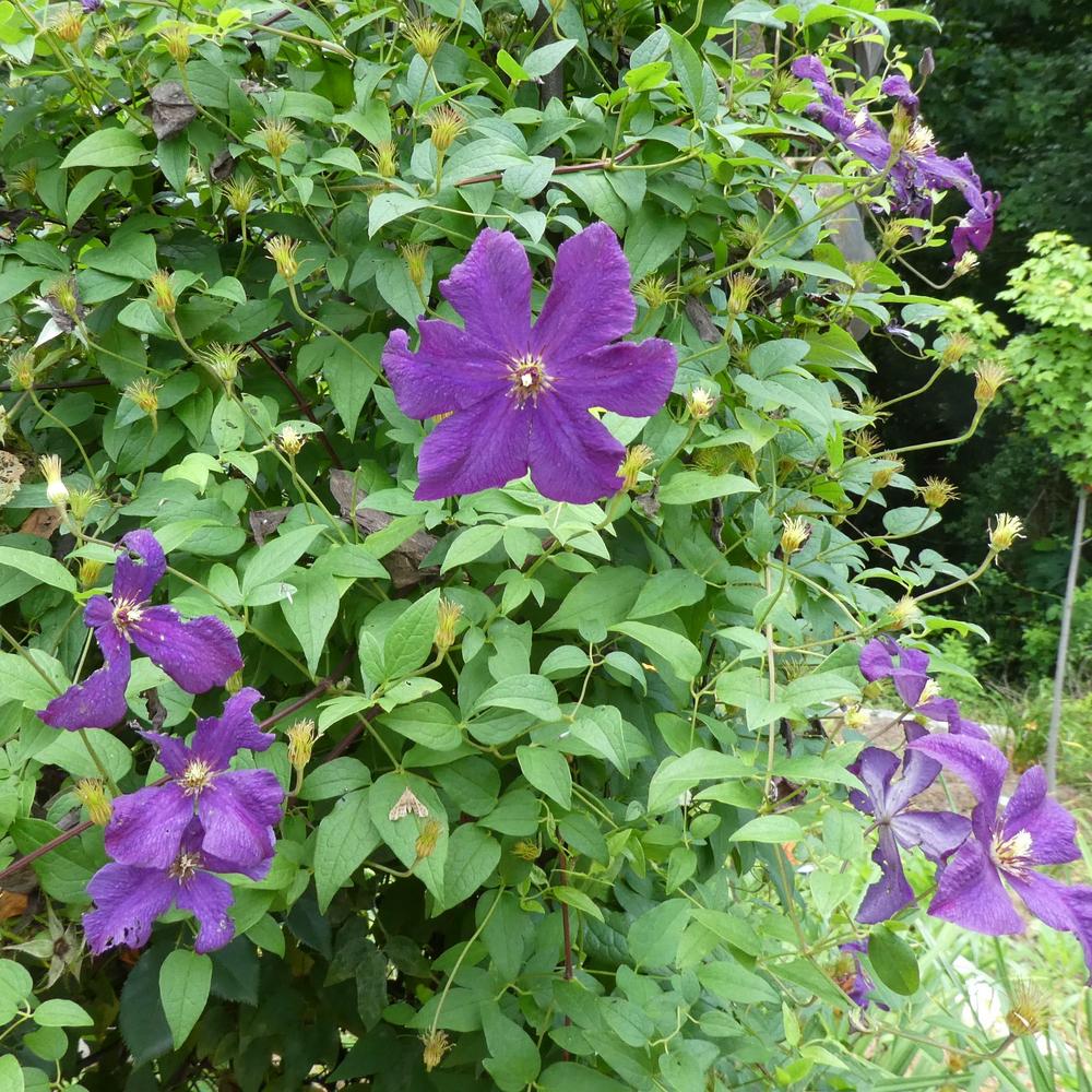 Photo of Clematis (Clematis viticella 'Polish Spirit') uploaded by LoriMT