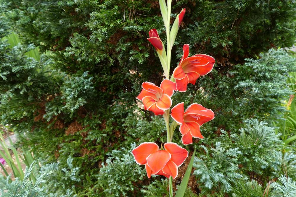 Photo of Gladiolus 'Atom' uploaded by LoriMT