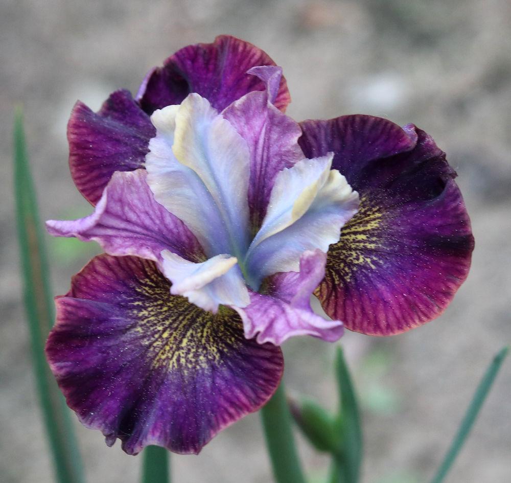 Photo of Siberian Iris (Iris 'Turtle on Vacation') uploaded by MShadow