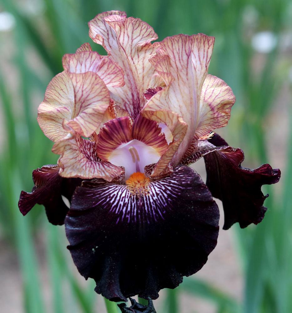 Photo of Tall Bearded Iris (Iris 'Action Packed') uploaded by MShadow