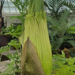 Location: Conservatory of Flowers, San Francisco, California, USA
Date: 2022-06-10
'Chanel' the Titan Arum, nearing bloom.