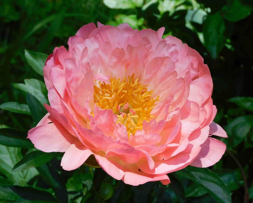 Photo of Peony (Paeonia 'Coral Sunset') uploaded by adknative
