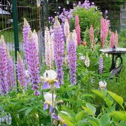 Location: Eagle Bay, New York
Date: 2022-06-13
Russell Lupine (Lupinus regalis) mixed colours
