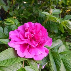 Location: Eagle Bay, New York
Date: 2022-06-13
Rose (Rosa rugosa 'Hansa')