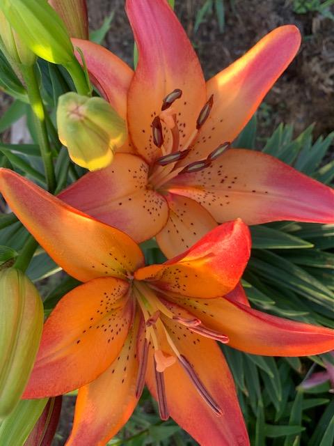Photo of Lily (Lilium 'Royal Sunset') uploaded by jkporter