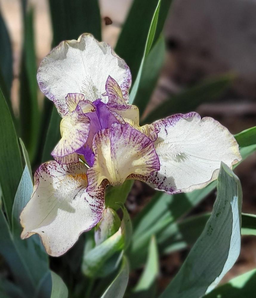 Photo of Miniature Dwarf Bearded Iris (Iris 'Branded') uploaded by Bitoftrouble