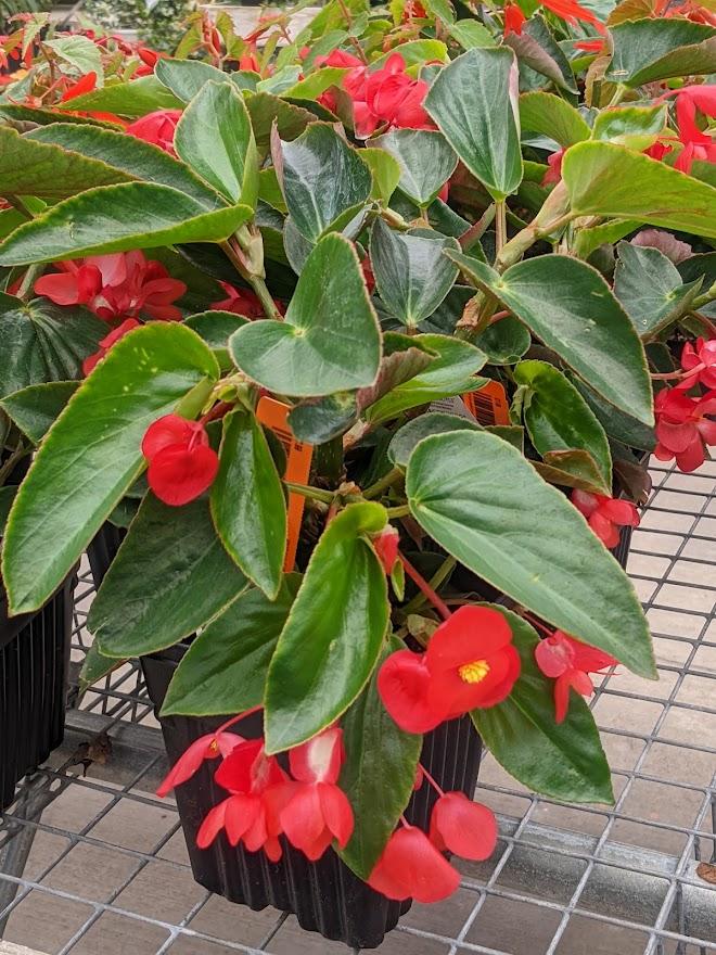 Photo of Dragon Wing Begonia (Begonia Dragon Wing® Red) uploaded by Joy